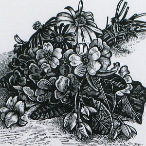 Wood Engravings by Howard Phipps from The Jerram Gallery, Sherborne, Dorset.  Contemporary British pictures and sculpture