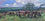 Exmoor Ponies