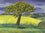 Young Oak