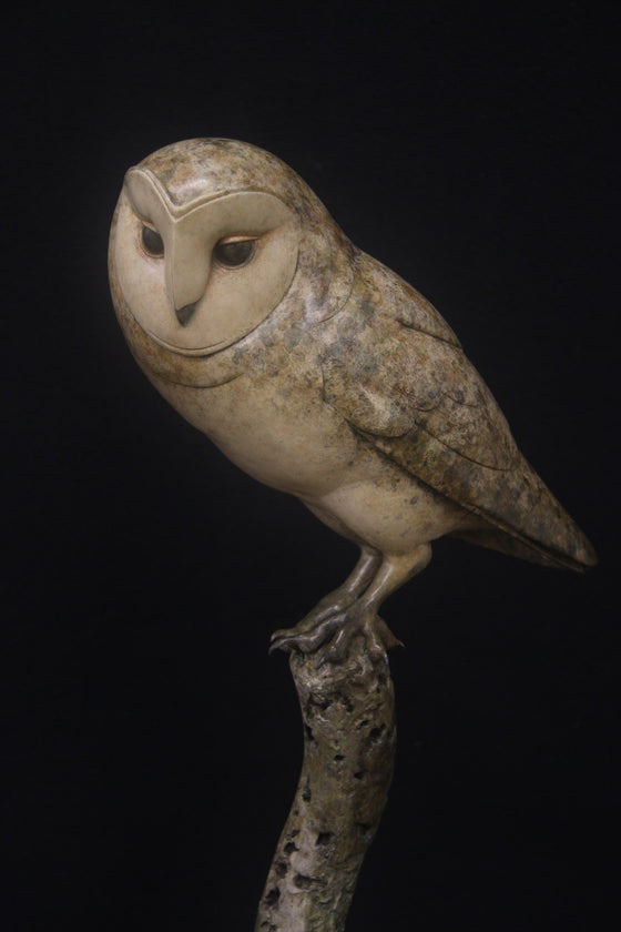 Barn Owl