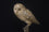 Barn Owl