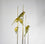 Five Greenfinches