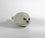 Harp Seal Pup