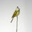 Crested Tit