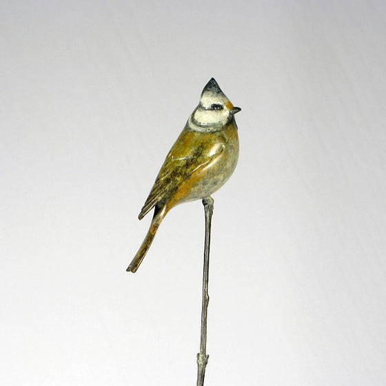 Crested Tit