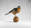 Sparrow Hawk