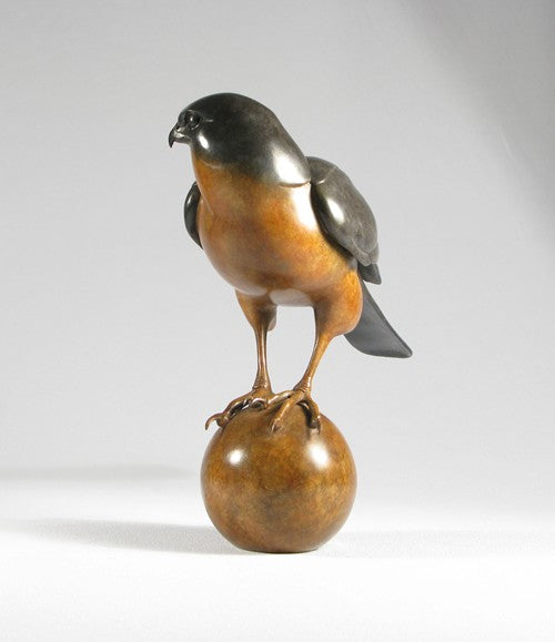 Sparrow Hawk