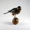 Sparrow Hawk