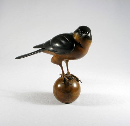 Sparrow Hawk