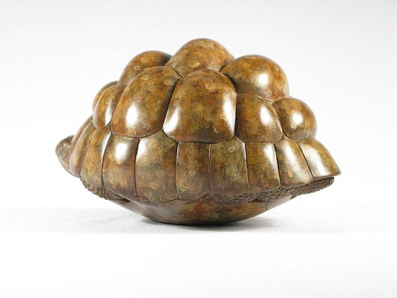 Tortoise