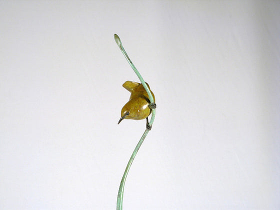 Wren