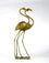 Pair of Flamingos Walking