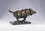 Running Wild Boar