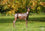 Roe Buck