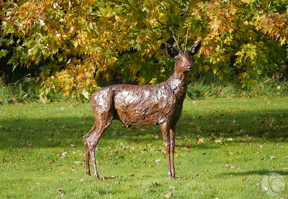 Roe Buck