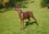 Roe Buck