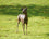 Roe Buck