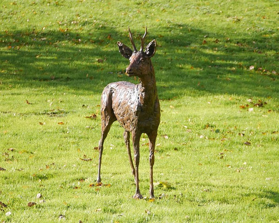 Roe Buck