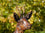 Roe Buck