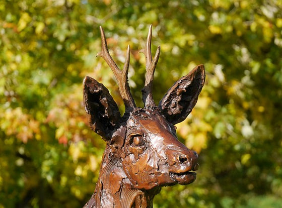 Roe Buck