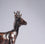 Roe Buck, Maquette