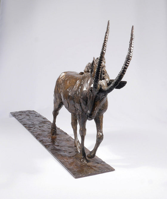 Sable Antelope