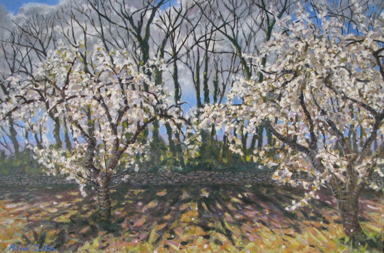 Two Cherry Trees Near Bonnieux, Provence
